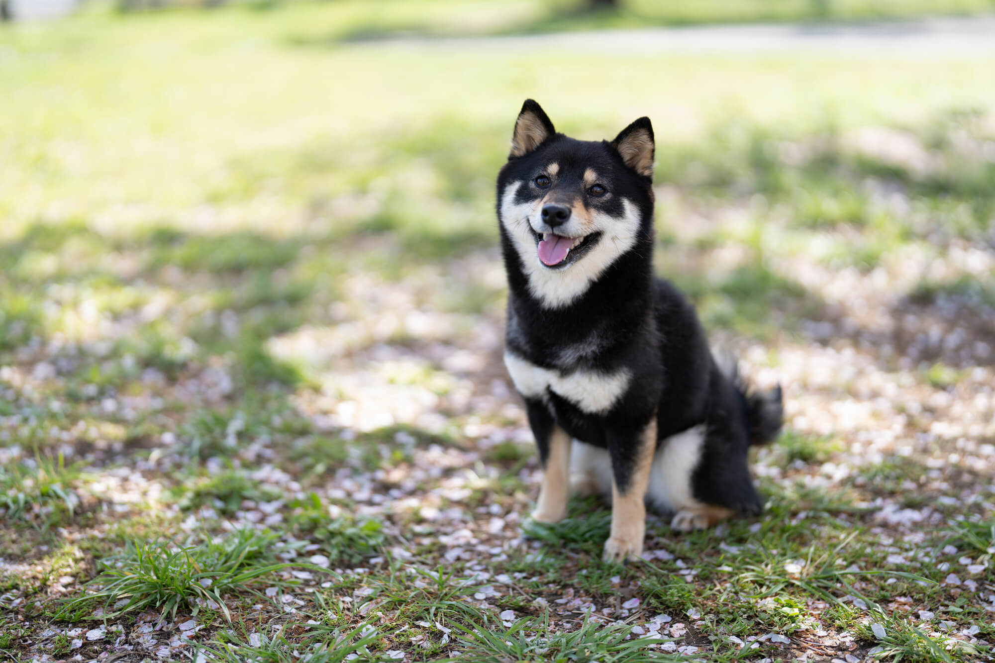 豆柴の性格を理解して、後悔のない暮らしを始めよう